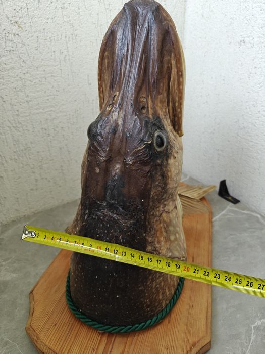 Trofeu știucă împăiată peste 23-28kg