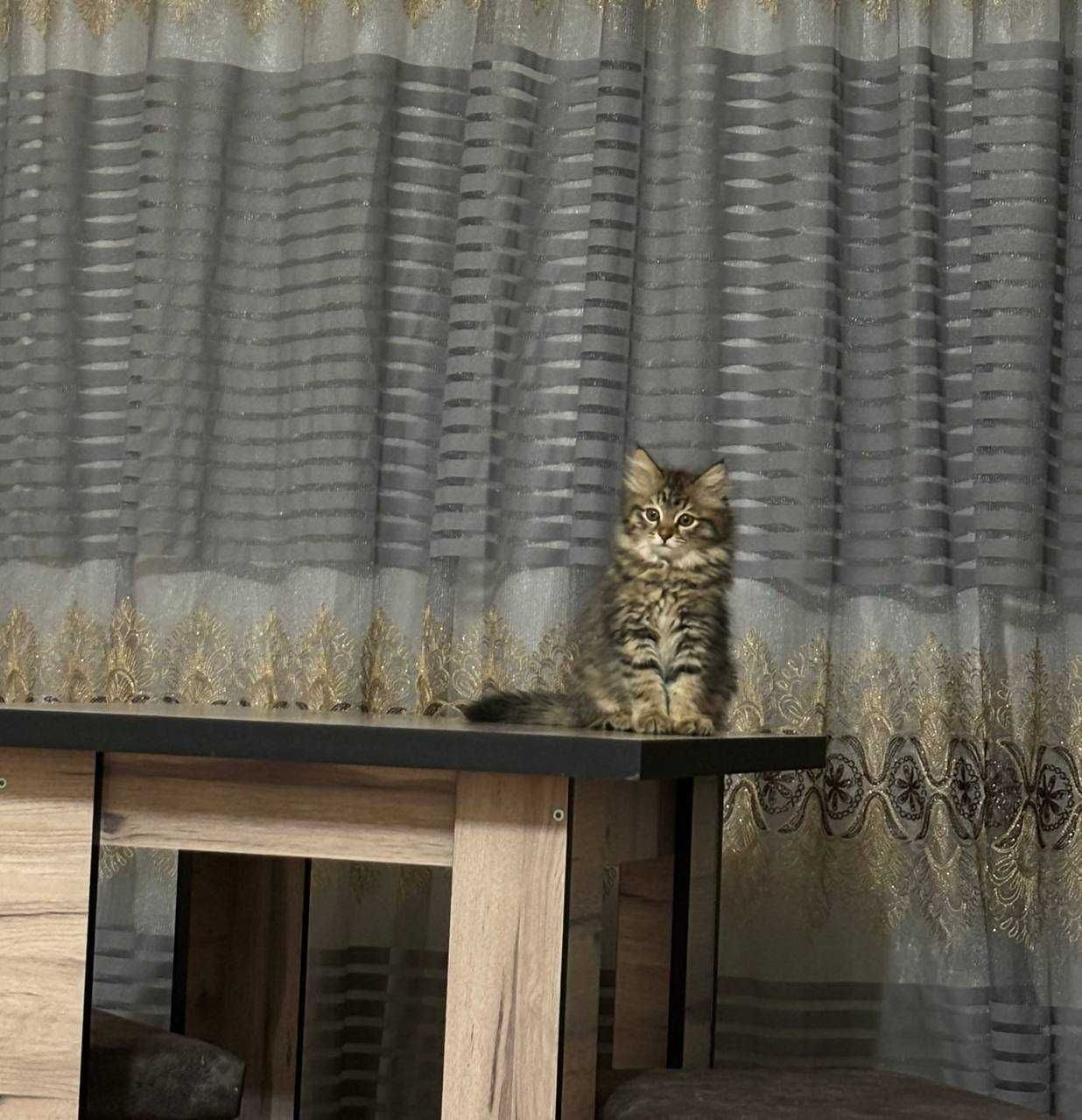 Котята,  доброму сердцу и в теплый дом.