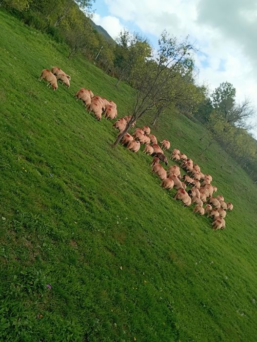 De vânzare oi bune de ținut