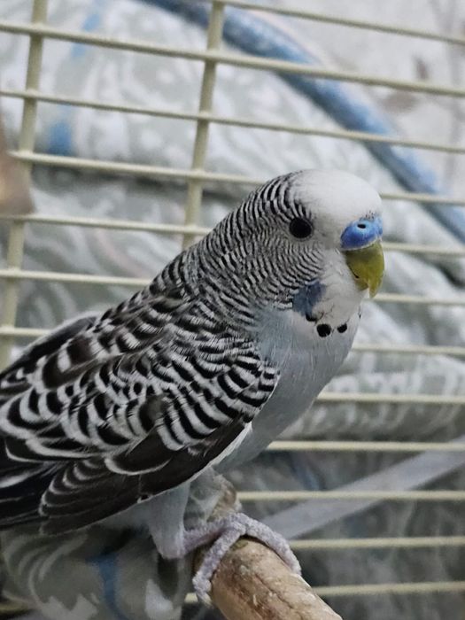 Волнистые попугаи