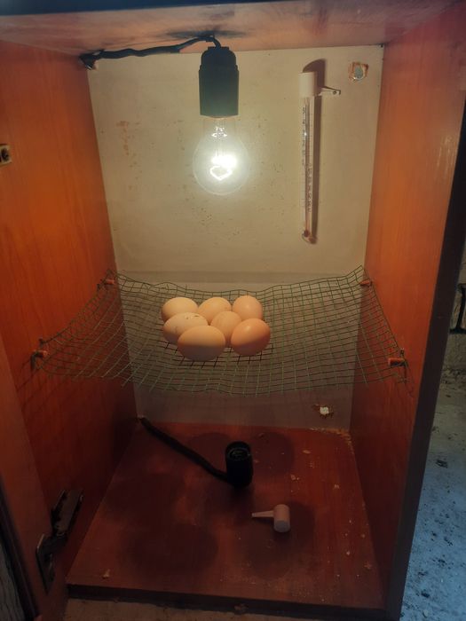 Inkubator sotiladi 300.000 ming