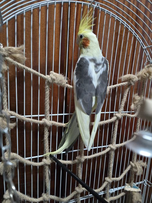 Nimfa blândă crescuta la seringa