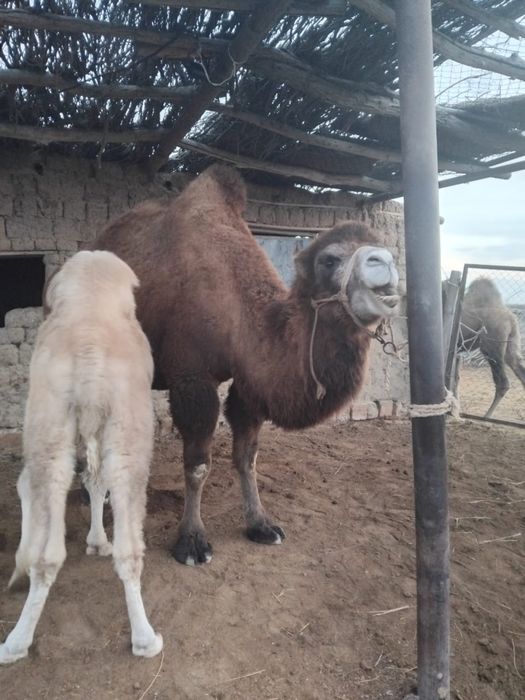 Боталы туйелер 2 бас