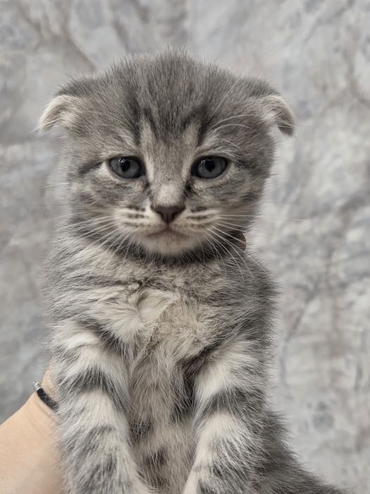Отдам котят в хорошие руки