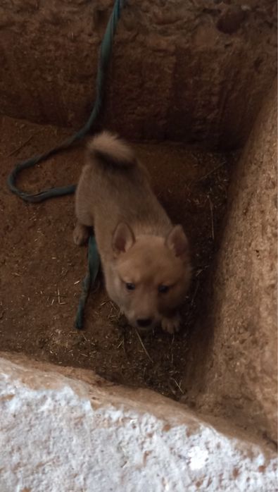 Лаика күшүк сатылады