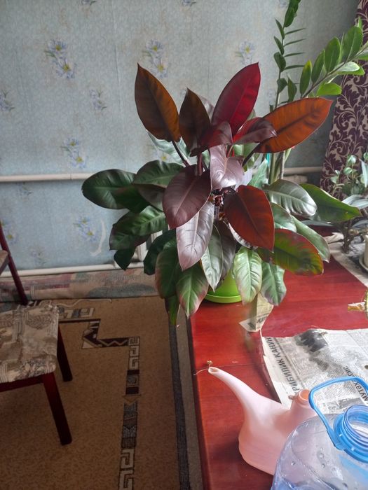 Цветы комнатные черный кардинал