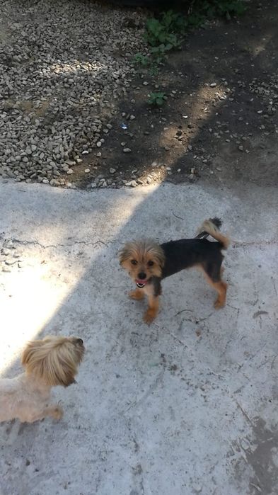 GRATIS căței talie mică și pisici