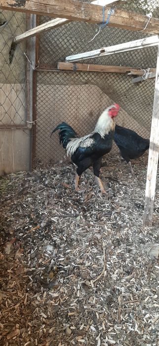 “Sifatli va sog‘lom xórozlar sotiladi!”