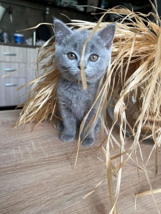 Британски късокосмести котета