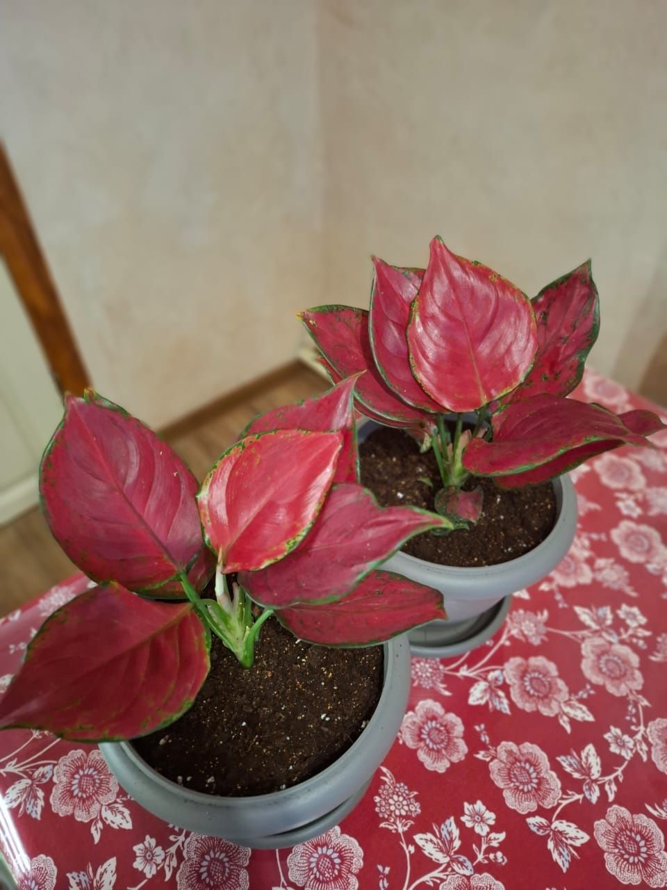 Аглаонема Fugui Red