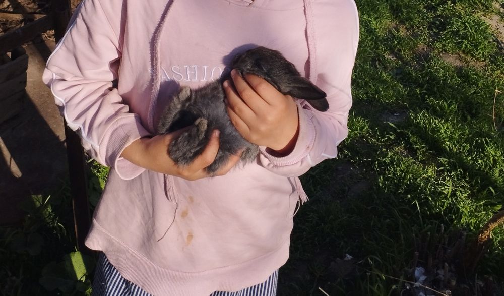 Quyonlar sotiladi 1ta erkak va bitta ona bola quyon