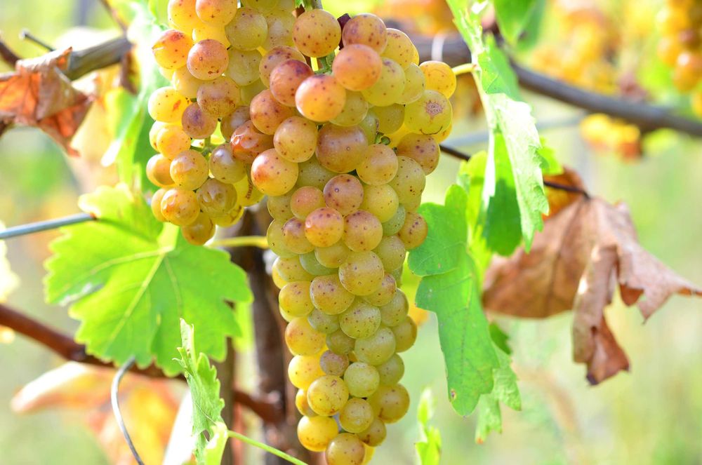 Vand struguri de Dragasani, Sauvignon, Tamaioasa.