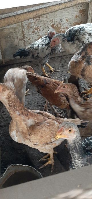 Продам цепляет парода полу брама и дакан