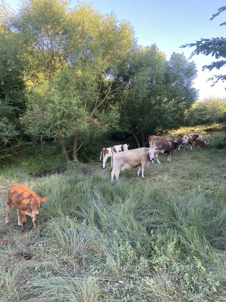 Vand lot 5 vaci cu vitei