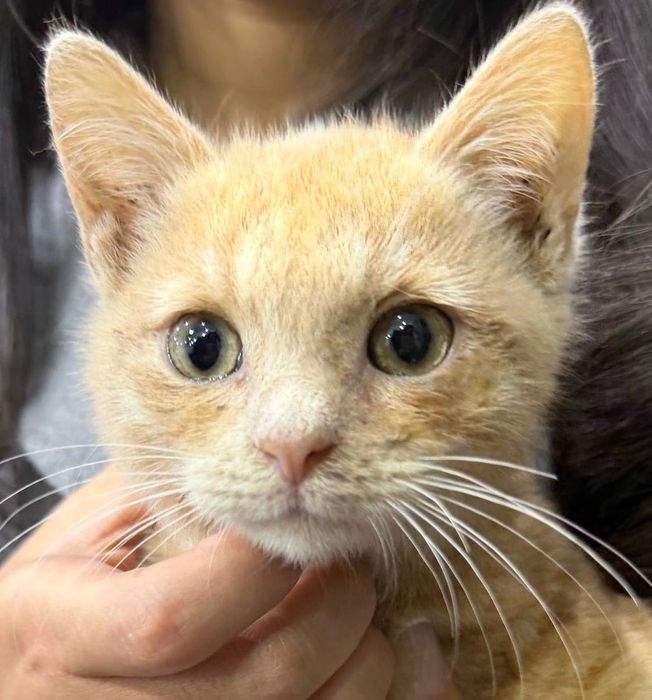 Котенок 2 месяца мальчик