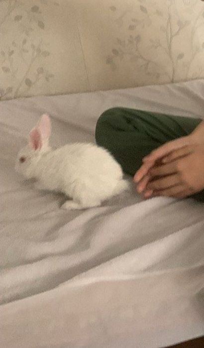 Срочно продаётся кролик белый