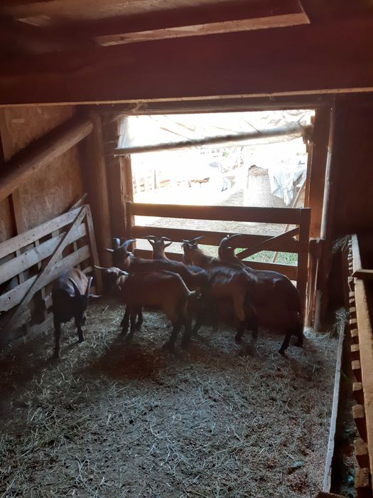 Vanzare capre rasa Alpina Franceza (Tineret).