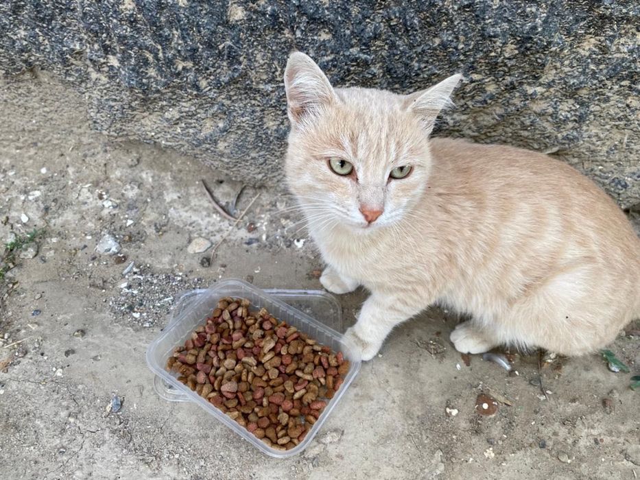 Бесплатно,еркек мысық 2-2,5 жаста