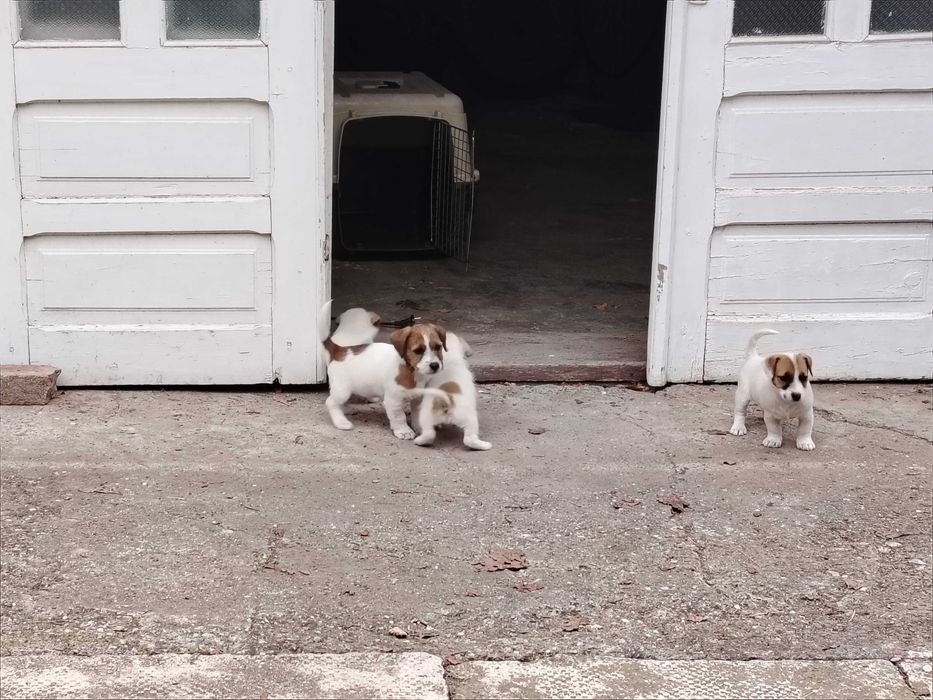 Vand căței rasa Jack Russel terrier