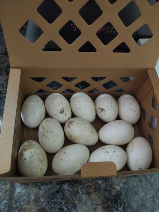 Яйца от холмогорски гъски