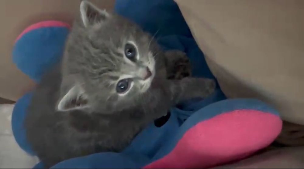 Отдам котенка бесплатка