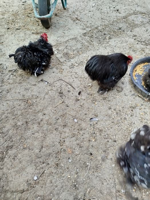 Pereche Găini Cochinchina pitic