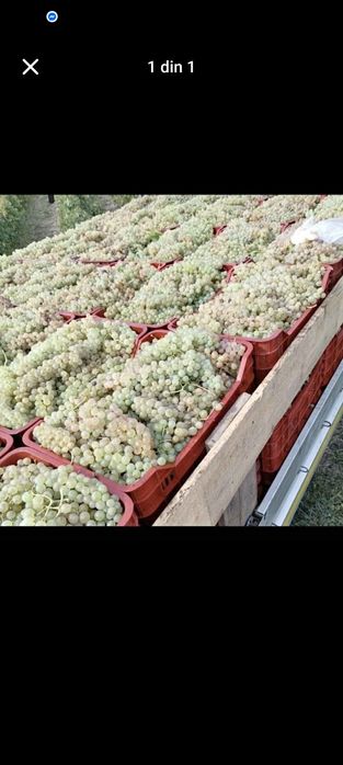 Struguri de vin feteasca regala resling alicote muscat de Ottonel