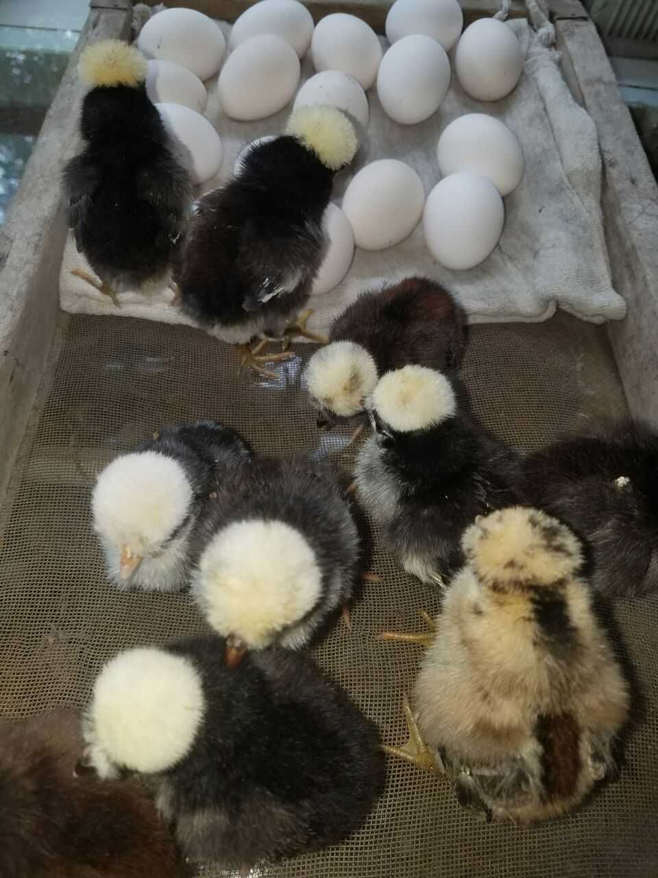 Яйца, Куры, Цыплята Белохохлых Декоративных кур