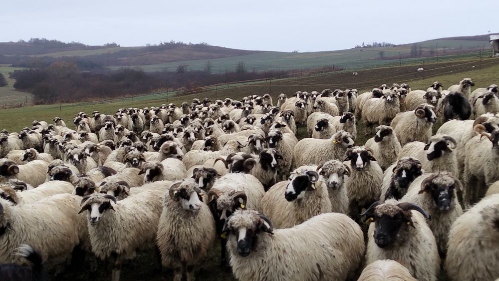 Oi breze de vânzare