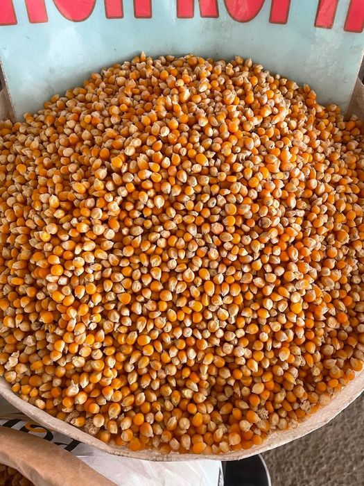 Popkorn dumaloq va kapalak sorti bor