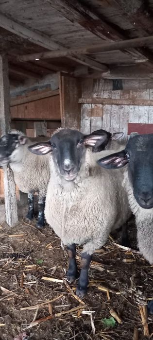 Vând oi tinere metis sufolk . Preț 6000 ron . Posibil gestante