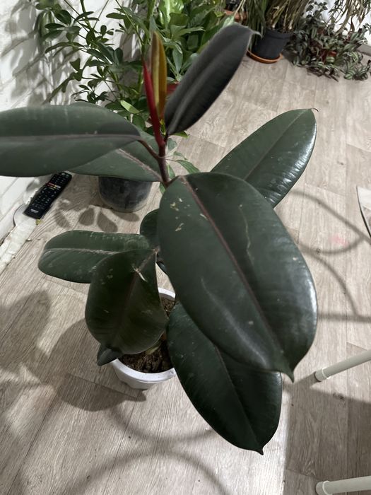 Фикус черный принц