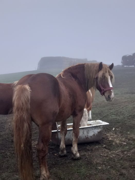 Armăsar de 5 ani de vînzare