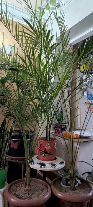 Пальмы взрослые и молодые