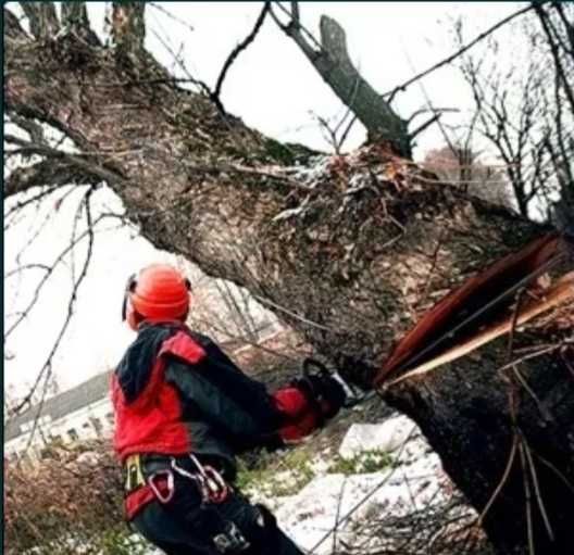 Пилим валим деревья качественно,любой сложности г.Талдыкорган