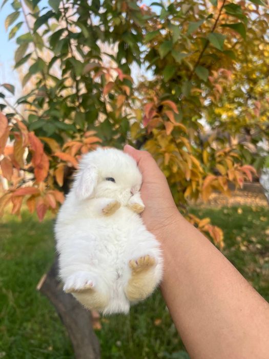 Dekorativni quyonlar sotiladi