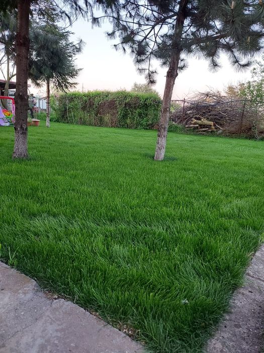 Gazon Rulou Plante Ornamentale  Exterior