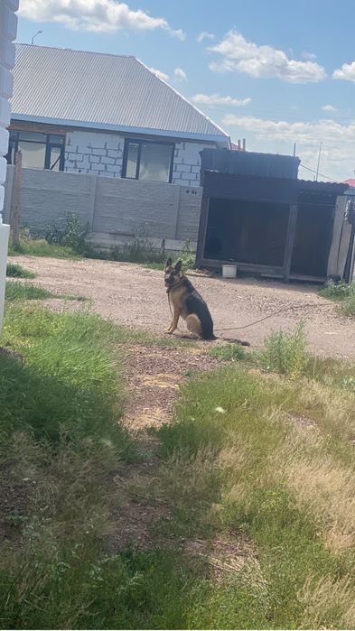 Вязка немецкой овчарки