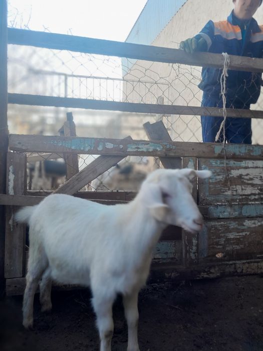 7/8 айлық теке лақ чехскии пен туша заненскии парода сатылады ұрғашы