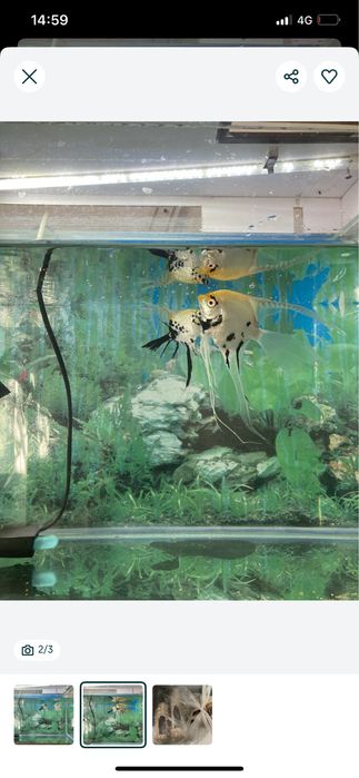 Аквариум с двумя рыбками