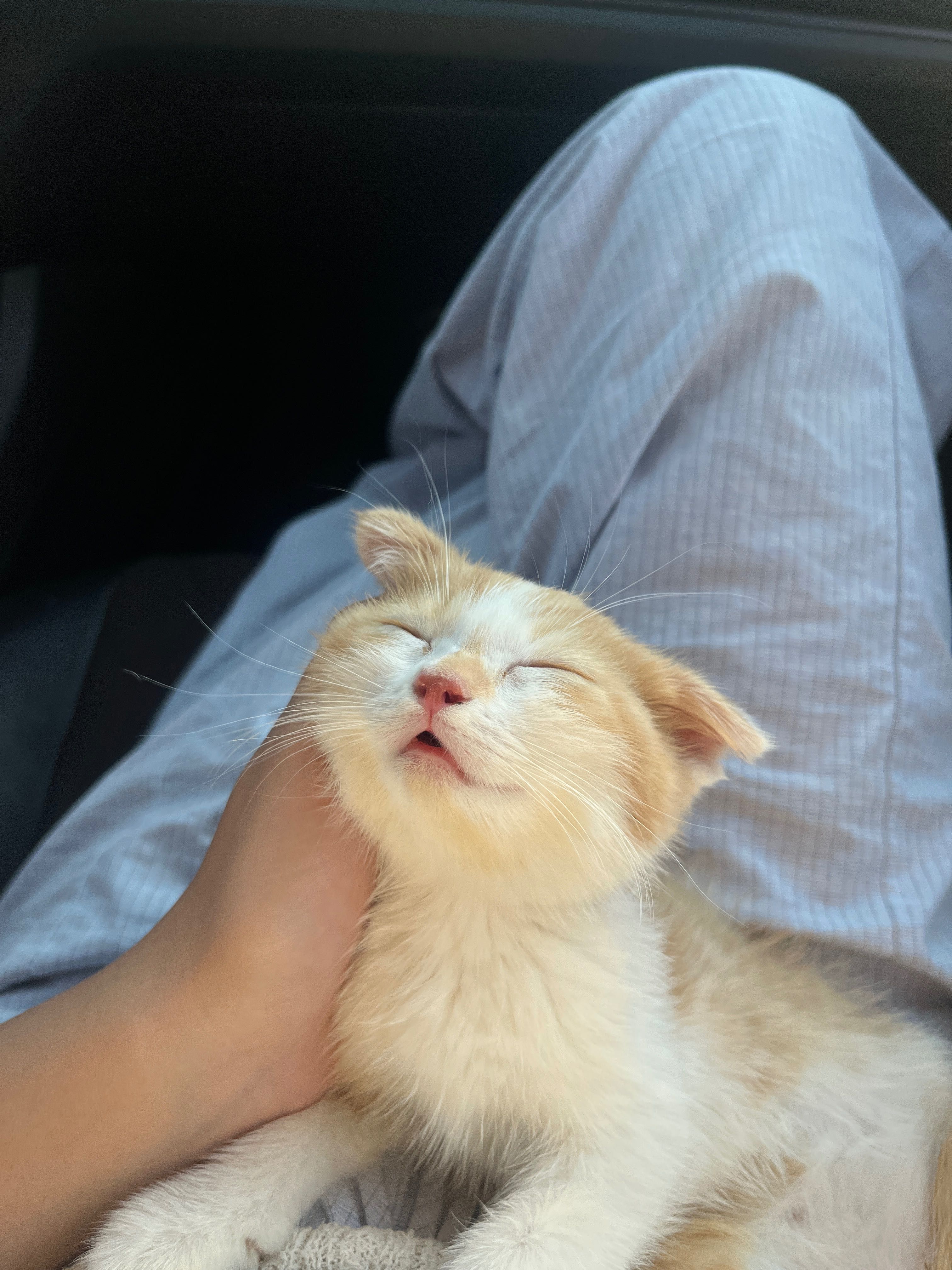 Мушук скоттиш фолд