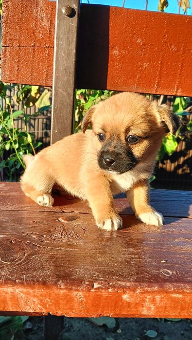 Se donează un suflețel minunat