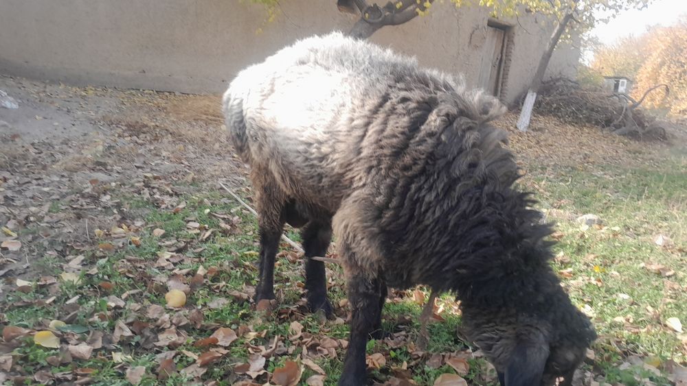 Qo'chqor sotiladi,  2 yoshar