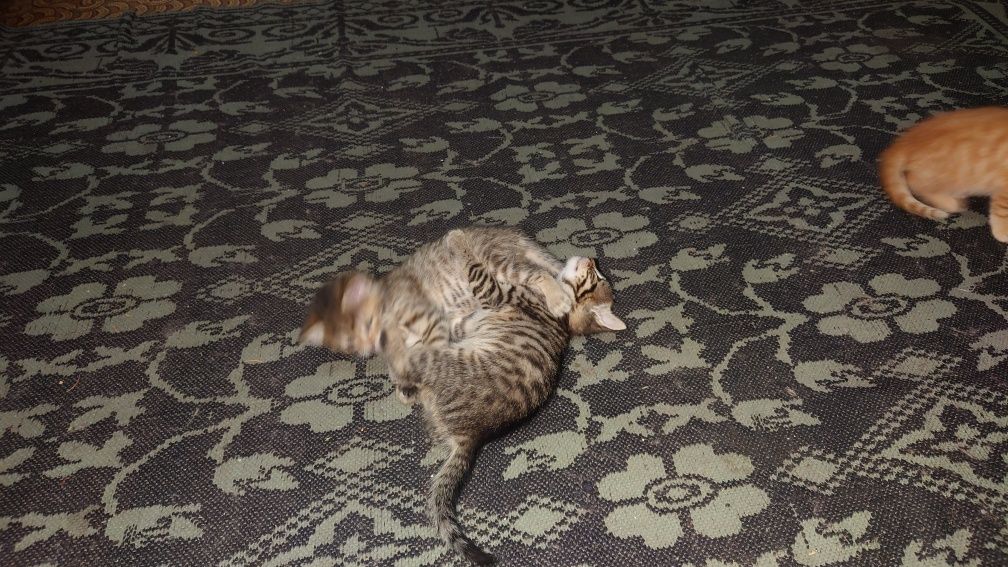 Подарявам котета!