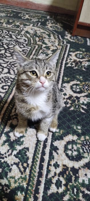 Aqlli egasiga vafodor mushuk