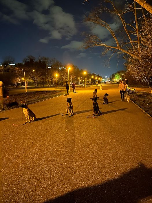 Dresaj canin K9Team