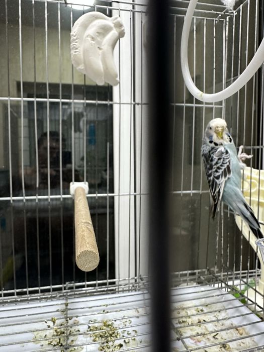 Папугайла Сотилади