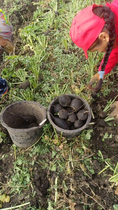 Ridichi negre calitate extra