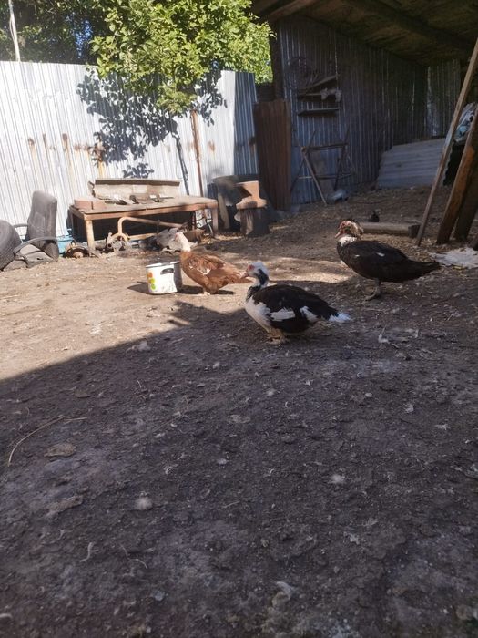 Продам индоуток 3+1