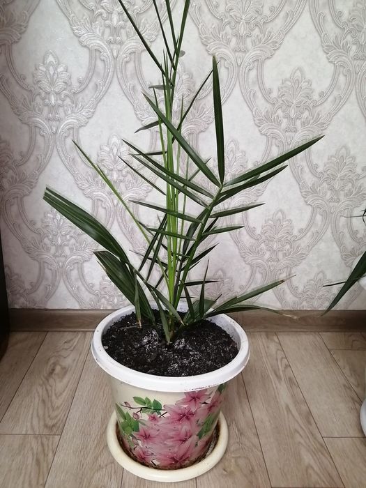 Финик канадский.
